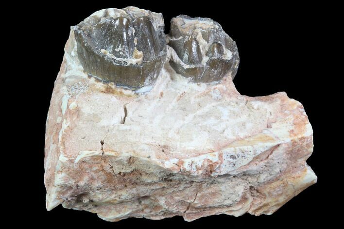 Hyracodon (Running Rhino) Jaw Section - South Dakota #90272
